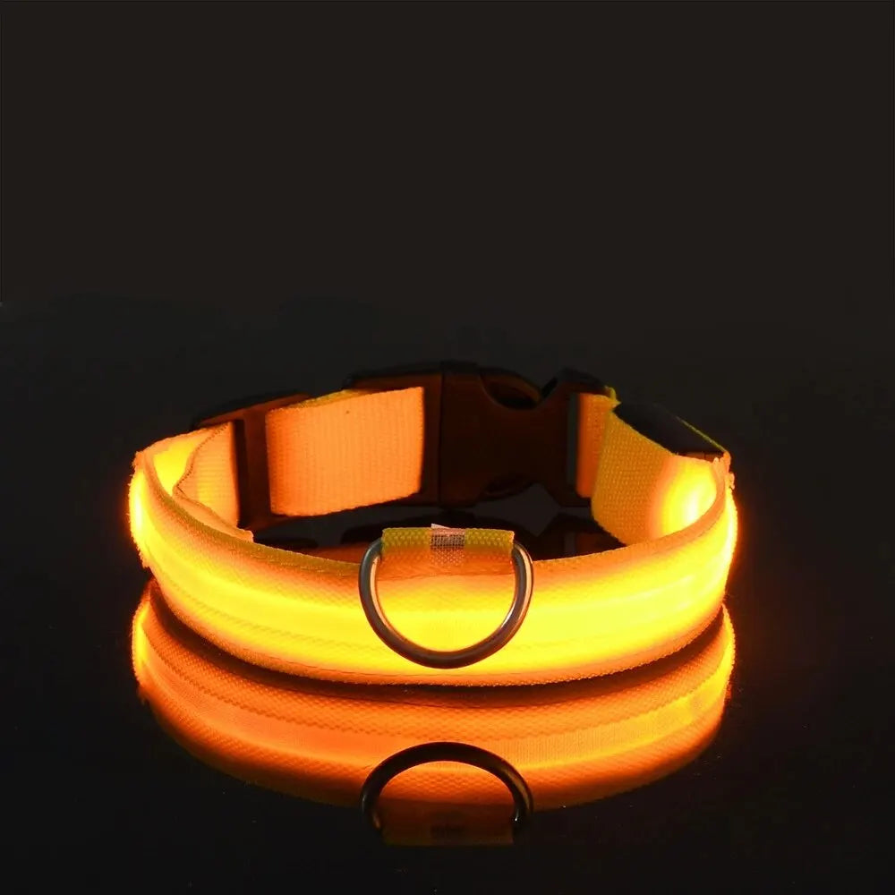 Pawlio LED Safety Dog Leash — Be Seen on Night Walks