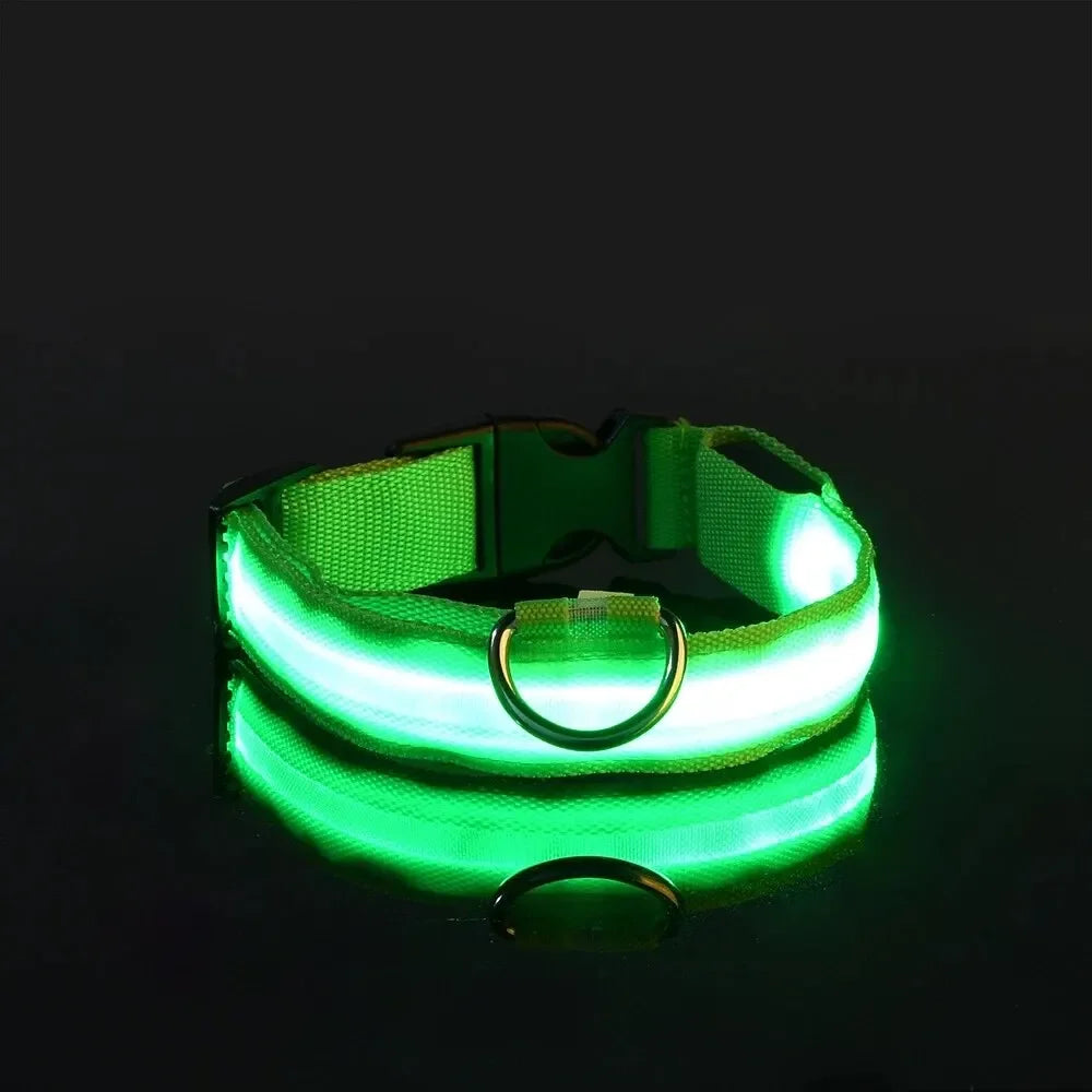 Pawlio LED Safety Dog Leash — Be Seen on Night Walks