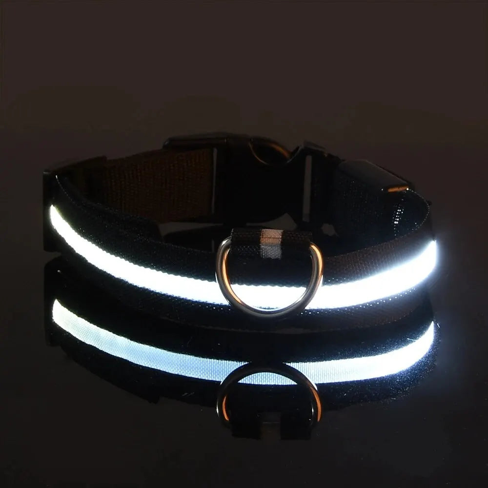Pawlio LED Safety Dog Leash — Be Seen on Night Walks