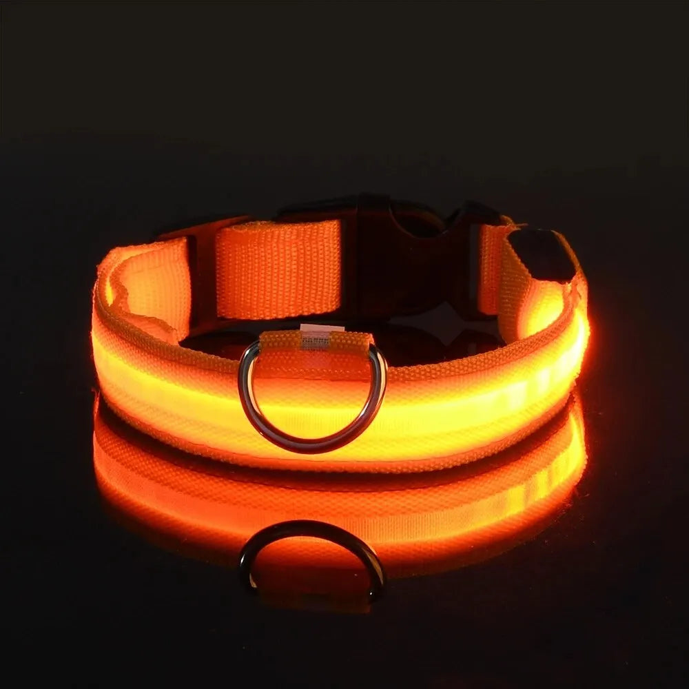 Pawlio LED Safety Dog Leash — Be Seen on Night Walks